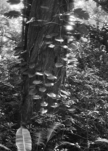 R4F02_treeVines