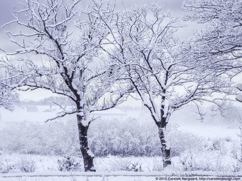 Snow Trees