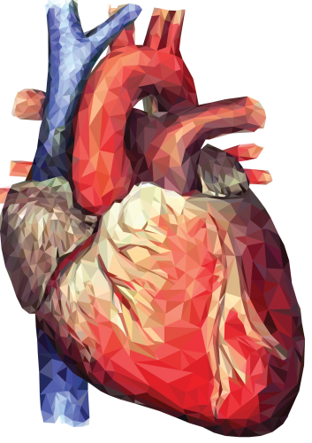 Heart