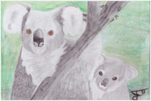 Koalas
