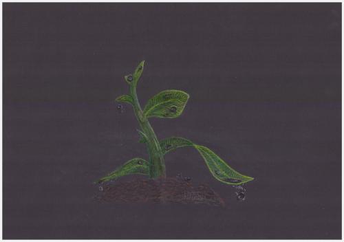 Sapling