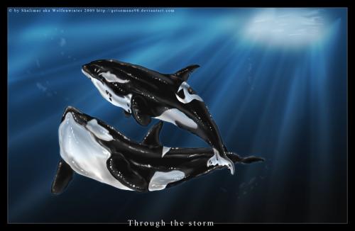 Through the Storm