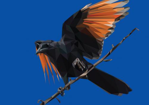 New-bird