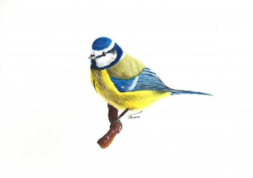 Blue Tit Watercolours