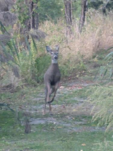 Stag standing ground