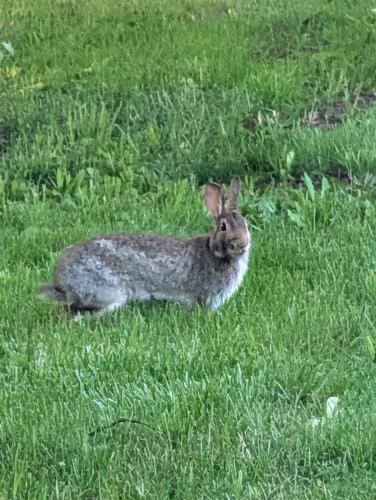 Bunny Face